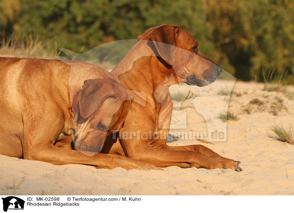 Rhodesian Ridgebacks / Rhodesian Ridgebacks / MK-02598