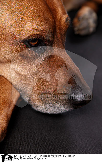 lying Rhodesian Ridgeback / RR-31193