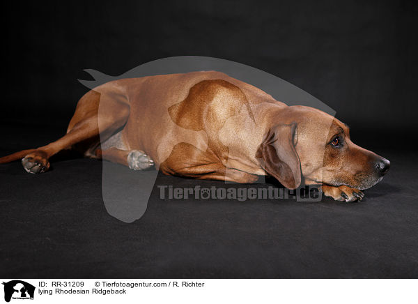 liegender Rhodesian Ridgeback / lying Rhodesian Ridgeback / RR-31209