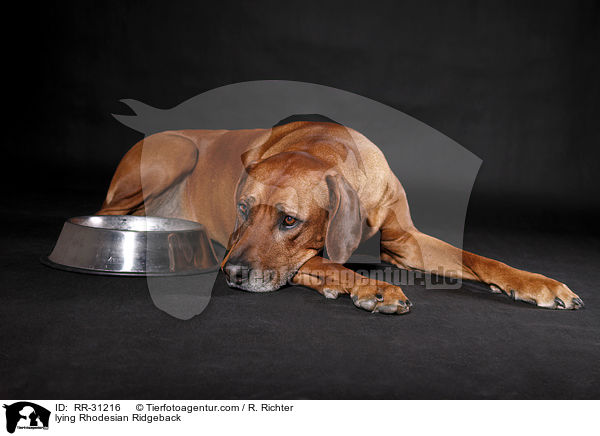 liegender Rhodesian Ridgeback / lying Rhodesian Ridgeback / RR-31216