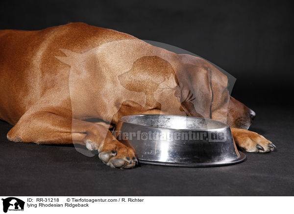 liegender Rhodesian Ridgeback / lying Rhodesian Ridgeback / RR-31218