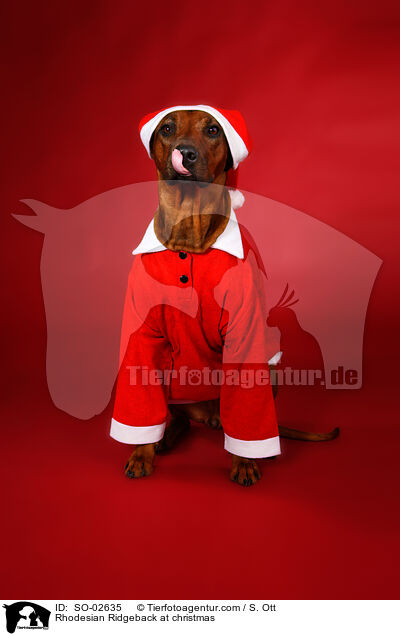 Rhodesian Ridgeback zu Weihnachten / Rhodesian Ridgeback at christmas / SO-02635