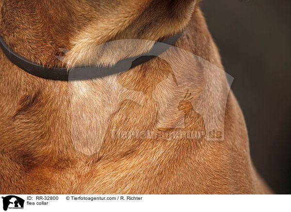 flea collar / RR-32800