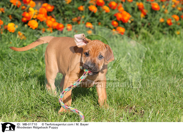 Rhodesian Ridgeback Welpe / Rhodesian Ridgeback Puppy / MB-01710