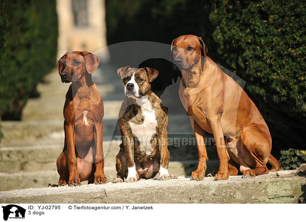 3 Hunde / 3 dogs / YJ-02795