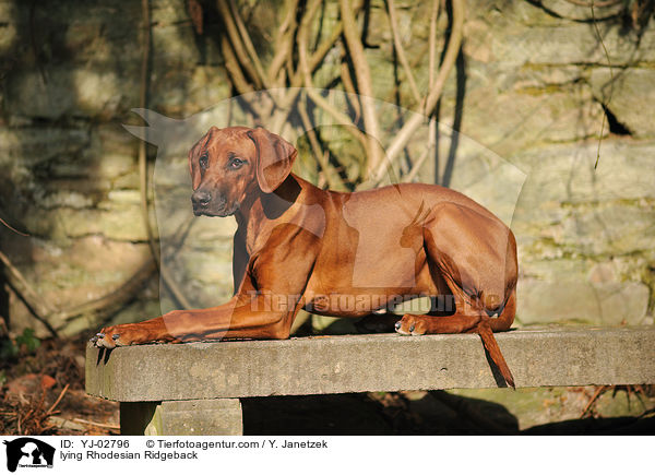 liegender Rhodesian Ridgeback / lying Rhodesian Ridgeback / YJ-02796