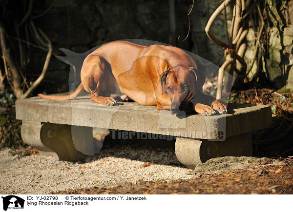 liegender Rhodesian Ridgeback / lying Rhodesian Ridgeback / YJ-02798