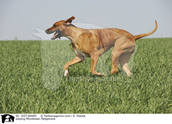 spielender Rhodesian Ridgeback / playing Rhodesian Ridgeback / SST-08060