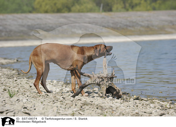 Rhodesian Ridgeback / Rhodesian Ridgeback / SST-08074