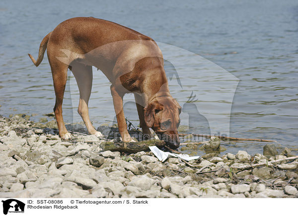 Rhodesian Ridgeback / Rhodesian Ridgeback / SST-08086