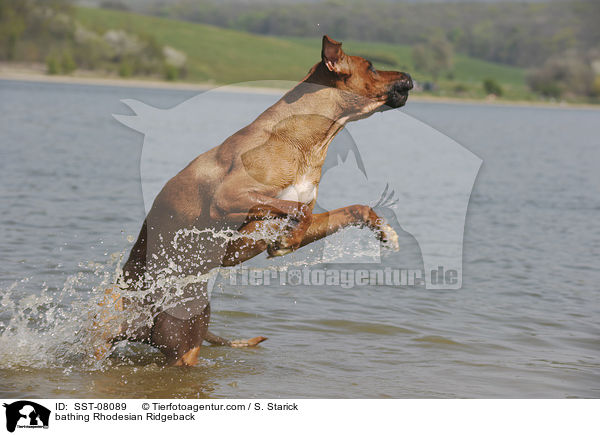 badender Rhodesian Ridgeback / bathing Rhodesian Ridgeback / SST-08089