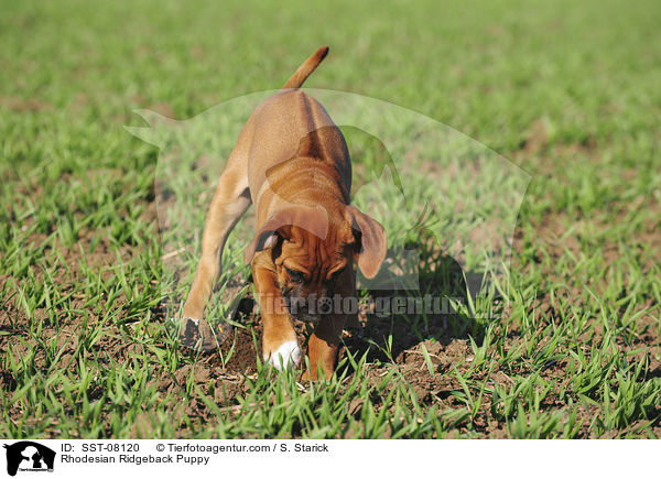 Rhodesian Ridgeback Welpe / Rhodesian Ridgeback Puppy / SST-08120