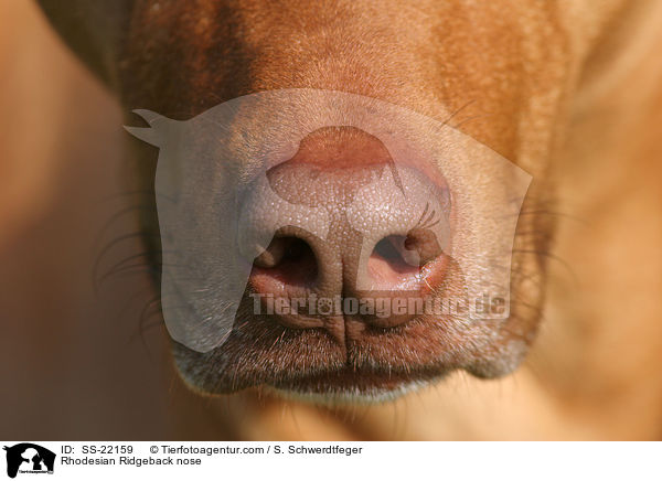 Rhodesian Ridgeback nose / SS-22159