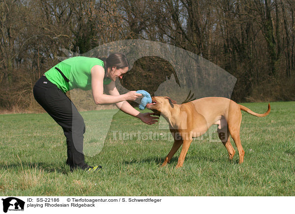 spielender Rhodesian Ridgeback / playing Rhodesian Ridgeback / SS-22186