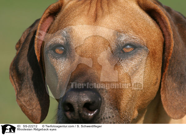 Rhodesian Ridgeback eyes / SS-22212