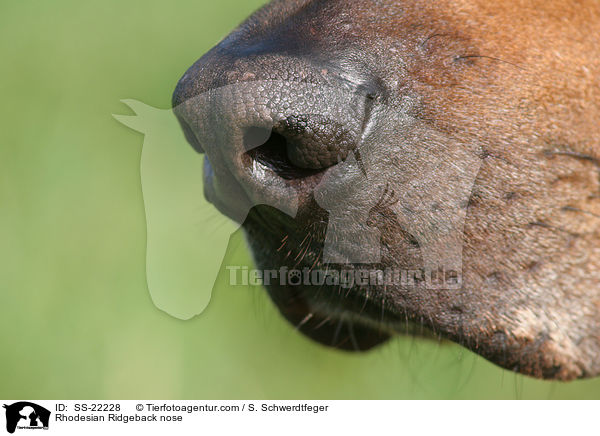 Rhodesian Ridgeback nose / SS-22228