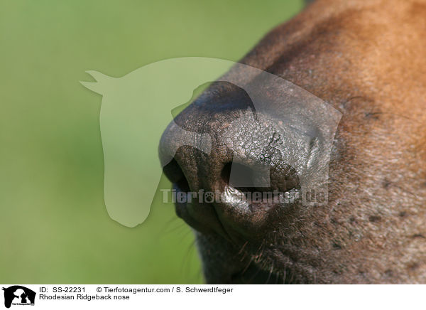 Rhodesian Ridgeback Nase / Rhodesian Ridgeback nose / SS-22231