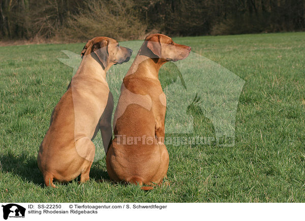 sitzender Rhodesian Ridgebacks / sitting Rhodesian Ridgebacks / SS-22250