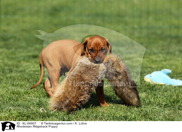 Rhodesian Ridgeback Welpe / Rhodesian Ridgeback Puppy / KL-06907