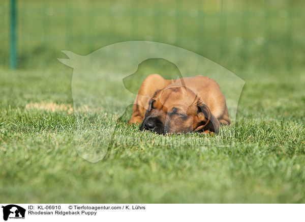 Rhodesian Ridgeback Welpe / Rhodesian Ridgeback Puppy / KL-06910