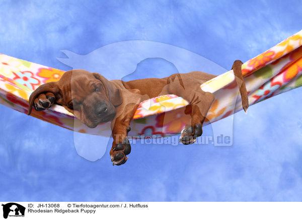 Rhodesian Ridgeback Welpe / Rhodesian Ridgeback Puppy / JH-13068