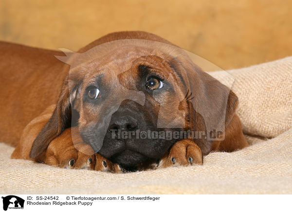 Rhodesian Ridgeback Welpe / Rhodesian Ridgeback Puppy / SS-24542