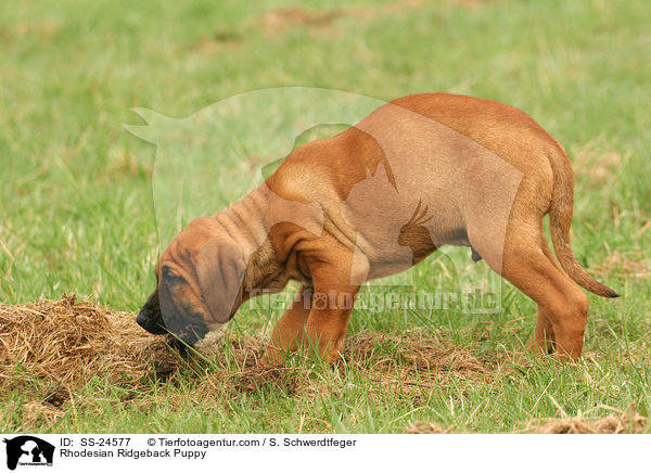 Rhodesian Ridgeback Welpe / Rhodesian Ridgeback Puppy / SS-24577