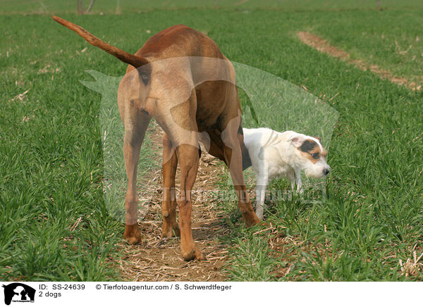 2 Hunde / 2 dogs / SS-24639