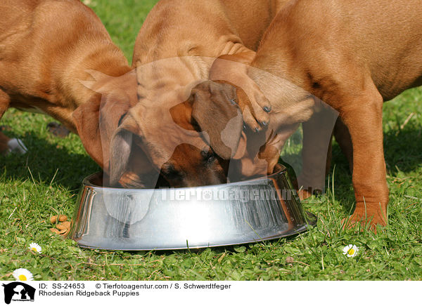 Rhodesian Ridgeback Welpen / Rhodesian Ridgeback Puppies / SS-24653