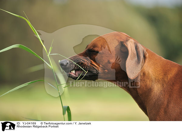 Rhodesian Ridgeback Portrait / Rhodesian Ridgeback Portrait / YJ-04169