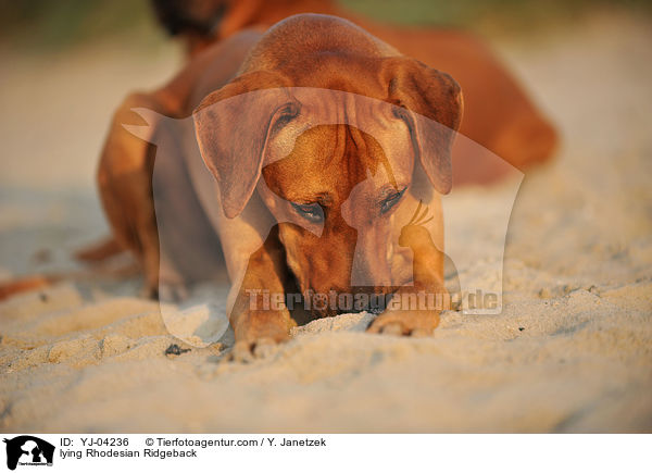 liegender Rhodesian Ridgeback / lying Rhodesian Ridgeback / YJ-04236