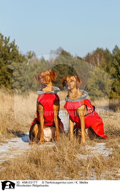 Rhodesian Ridgebacks / Rhodesian Ridgebacks / KMI-03177