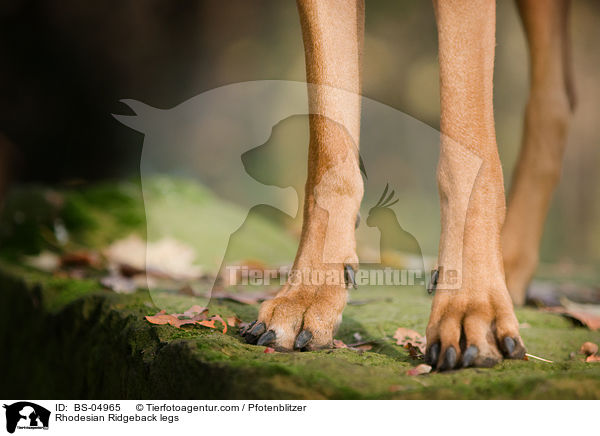 Rhodesian Ridgeback legs / BS-04965