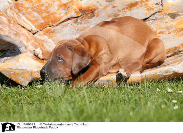 Rhodesian Ridgeback Welpe / Rhodesian Ridgeback Puppy / IF-09021