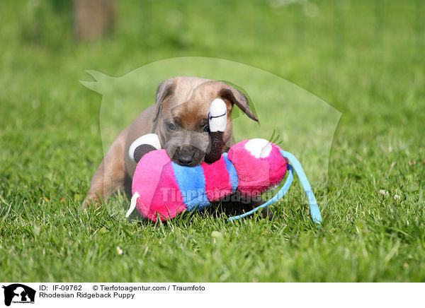 Rhodesian Ridgeback Welpe / Rhodesian Ridgeback Puppy / IF-09762