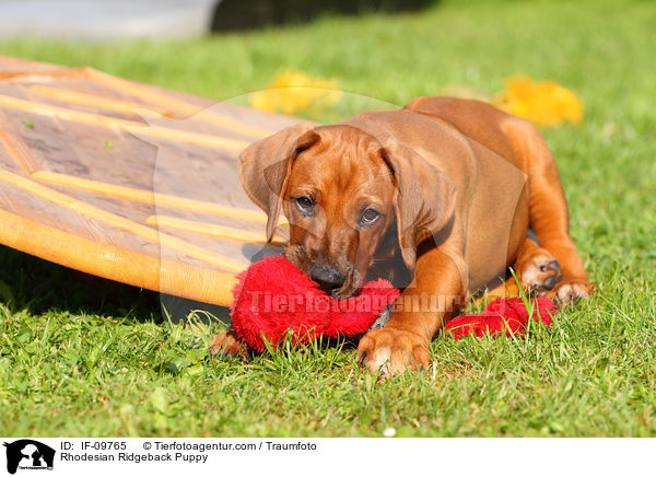 Rhodesian Ridgeback Welpe / Rhodesian Ridgeback Puppy / IF-09765