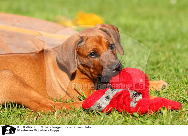 Rhodesian Ridgeback Welpe / Rhodesian Ridgeback Puppy / IF-09766