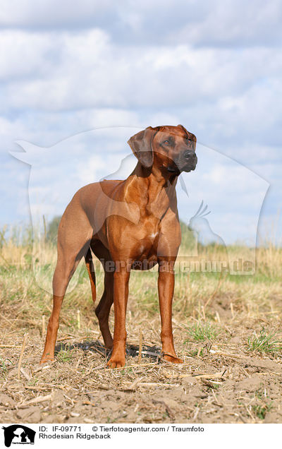 Rhodesian Ridgeback / Rhodesian Ridgeback / IF-09771