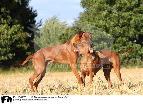 spielende Rhodesian Ridgebacks / playing Rhodesian Ridgebacks / IF-09781