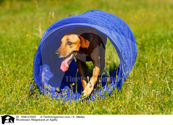 Rhodesian Ridgeback beim Agility / Rhodesian Ridgeback at Agility / KMI-03565