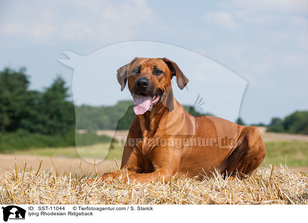 liegender Rhodesian Ridgeback / lying Rhodesian Ridgeback / SST-11044