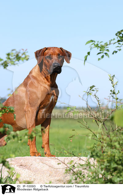 Rhodesian Ridgeback / Rhodesian Ridgeback / IF-10093