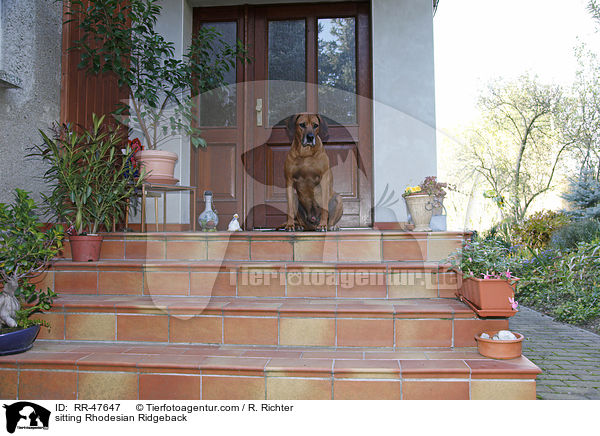 sitzender Rhodesian Ridgeback / sitting Rhodesian Ridgeback / RR-47647