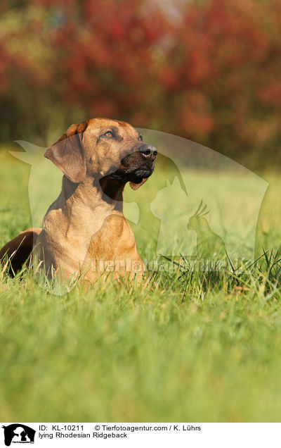 liegender Rhodesian Ridgeback / lying Rhodesian Ridgeback / KL-10211