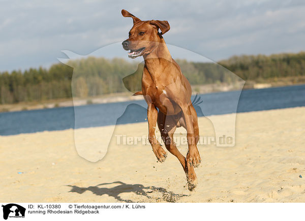 rennender Rhodesian Ridgeback / running Rhodesian Ridgeback / KL-10380