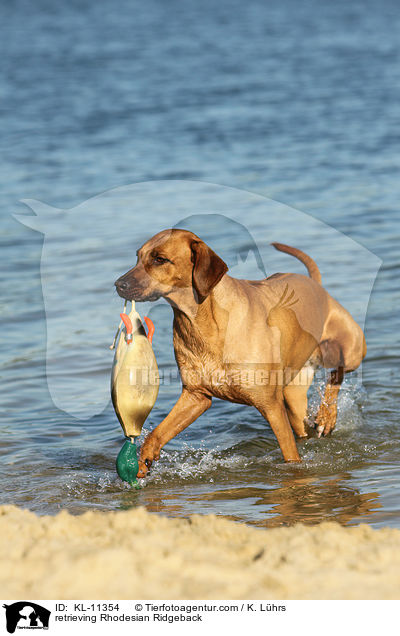 apportierender Rhodesian Ridgeback / retrieving Rhodesian Ridgeback / KL-11354