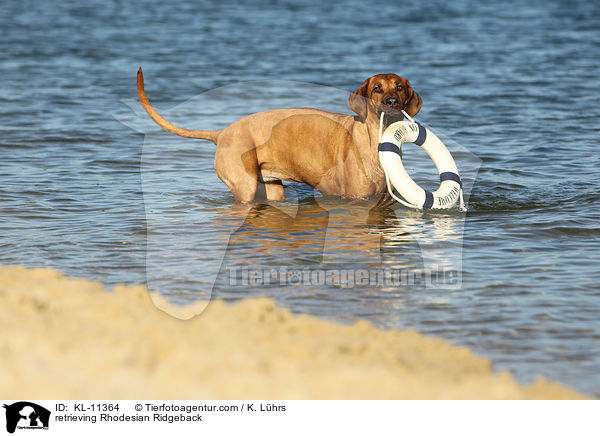 apportierender Rhodesian Ridgeback / retrieving Rhodesian Ridgeback / KL-11364