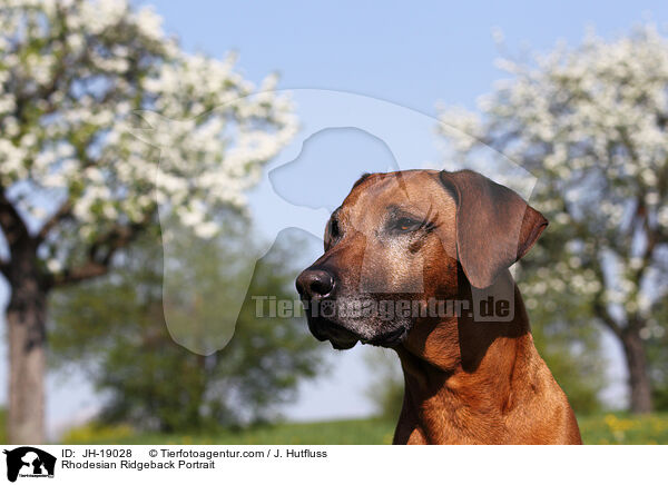 Rhodesian Ridgeback Portrait / Rhodesian Ridgeback Portrait / JH-19028