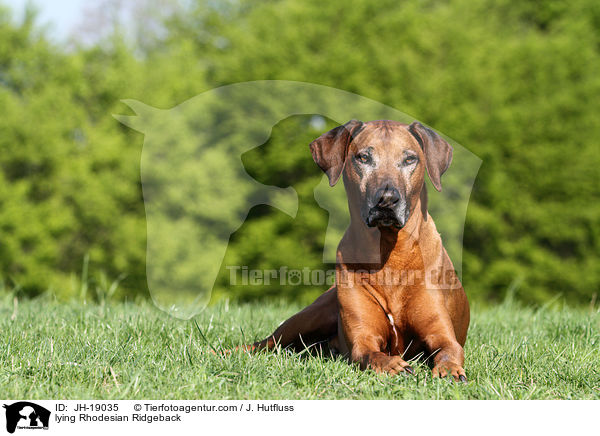 liegender Rhodesian Ridgeback / lying Rhodesian Ridgeback / JH-19035