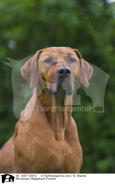 Rhodesian Ridgeback Portrait / Rhodesian Ridgeback Portrait / SST-12810